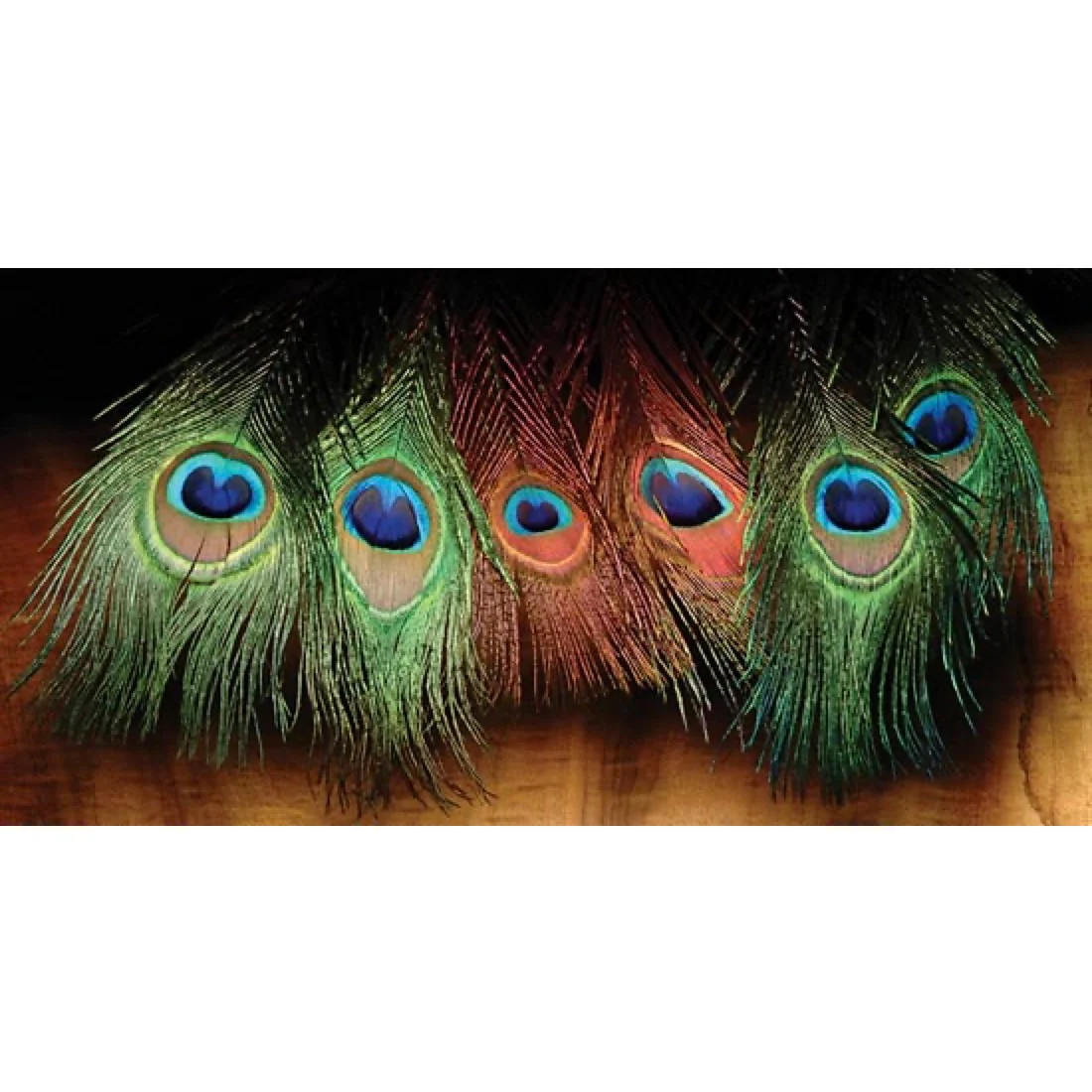 Wapsi Peacock Eyes